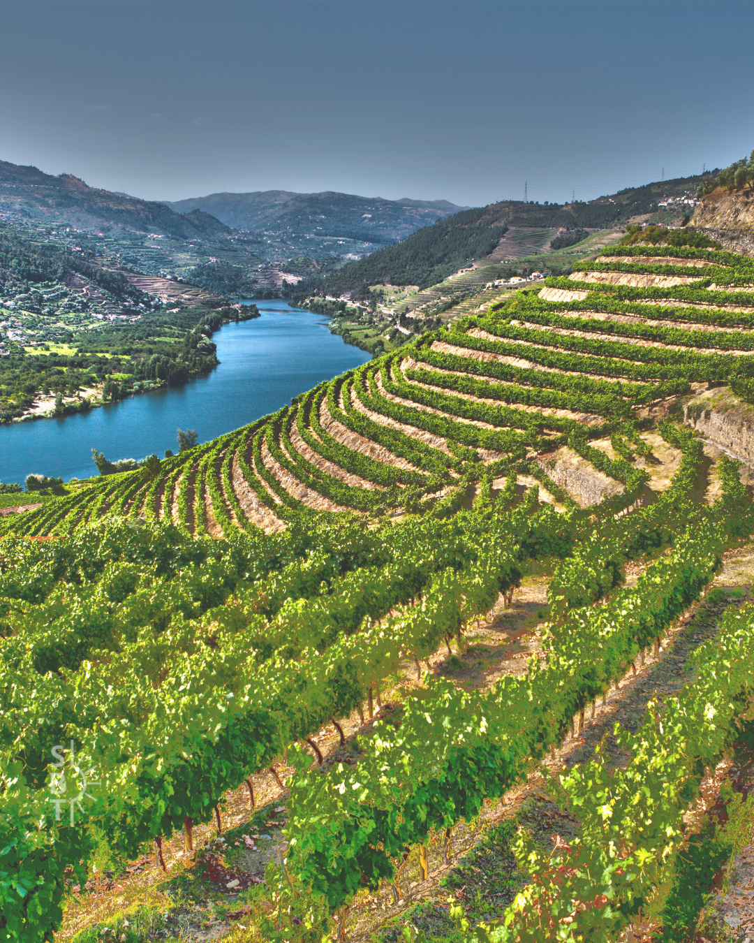 Terraced vineyards along the Douro River in the Douro Valley