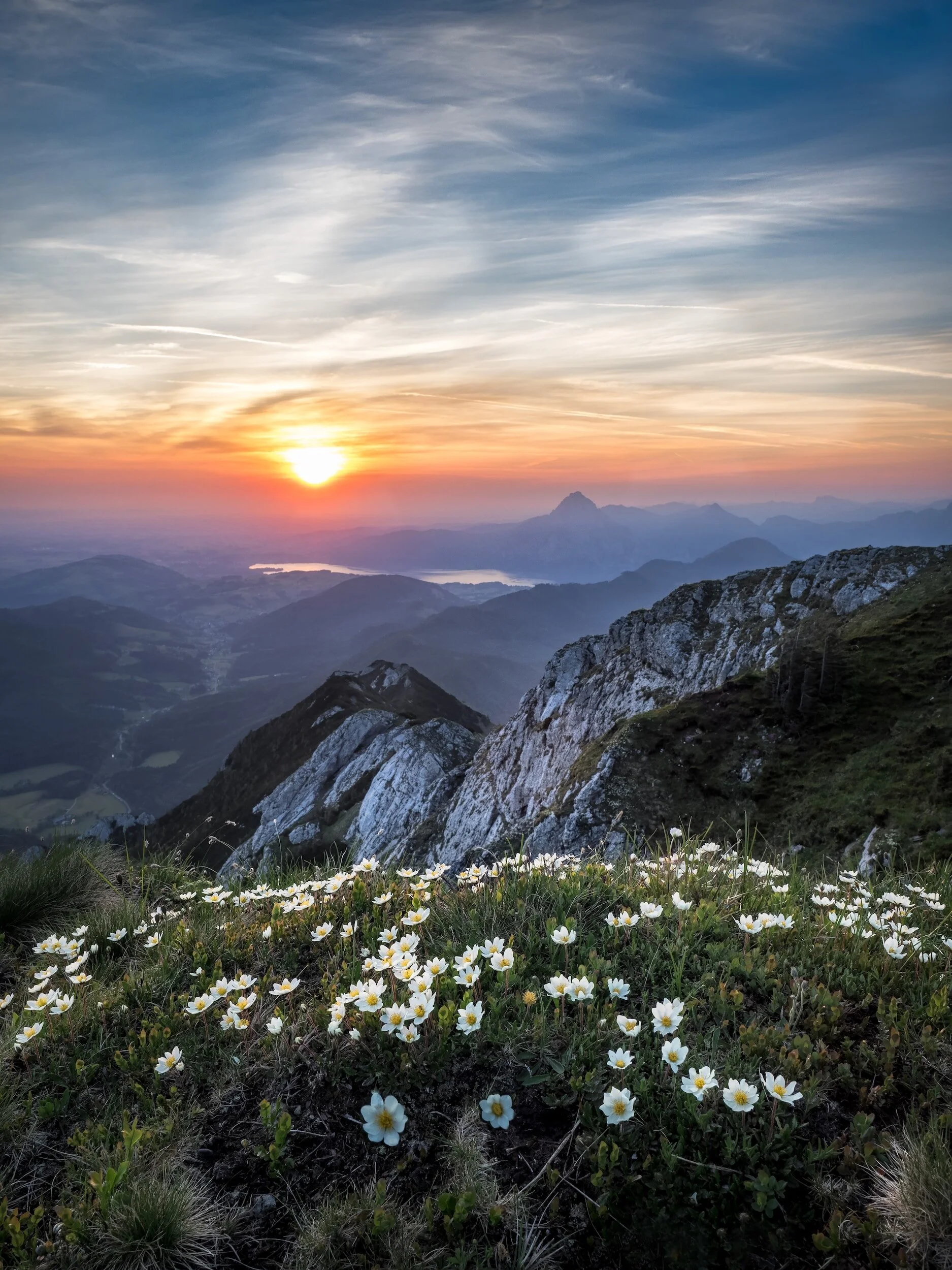 Sunset over mountains with white wildflowers in the foreground.