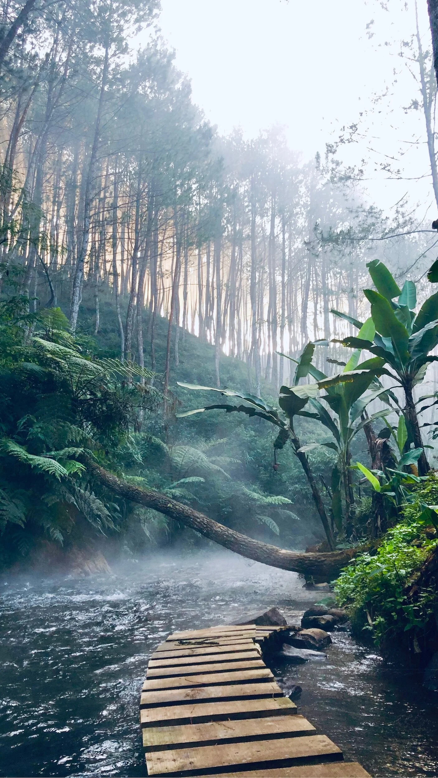 A misty forest scene with a narrow wooden bridge crossing over a stream, surrounded by dense green foliage and tall trees with sunlight filtering through.